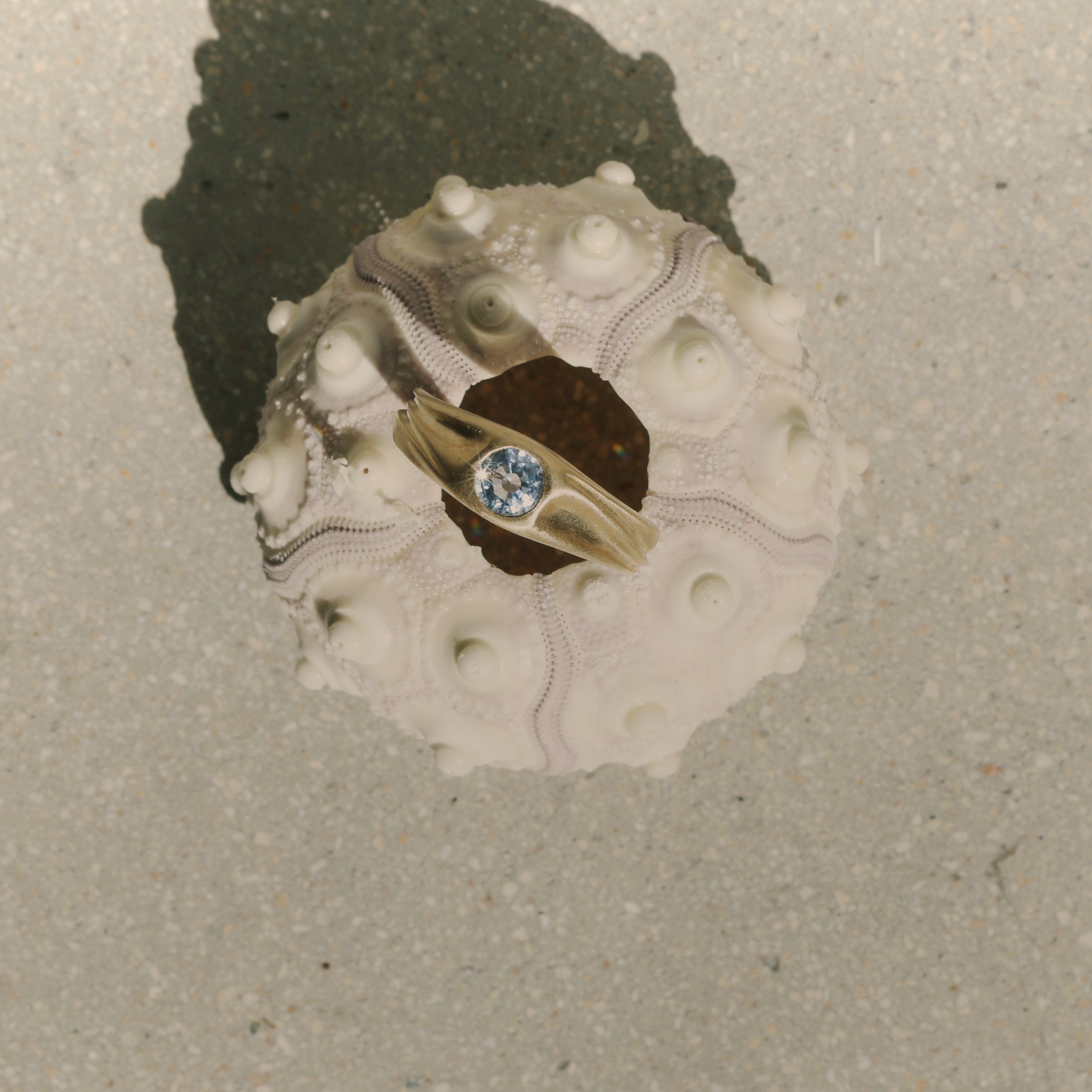 Gold Dune ring with a blue sapphire on a white sea urchin shell.