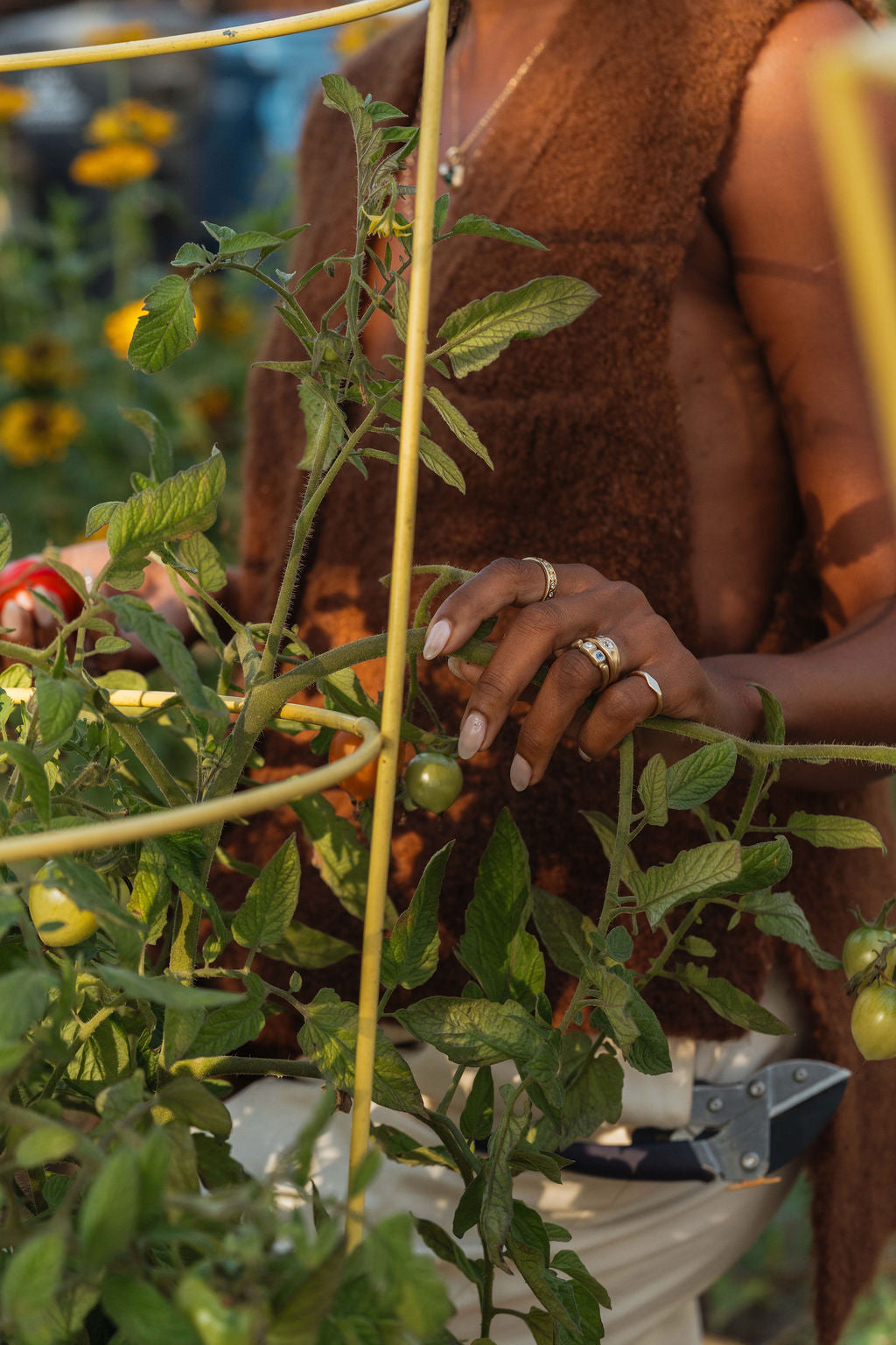 Person tending to a tomato plant in a garden, wearings gold sapphire and diamond rings from the Made Line Trove Collection.