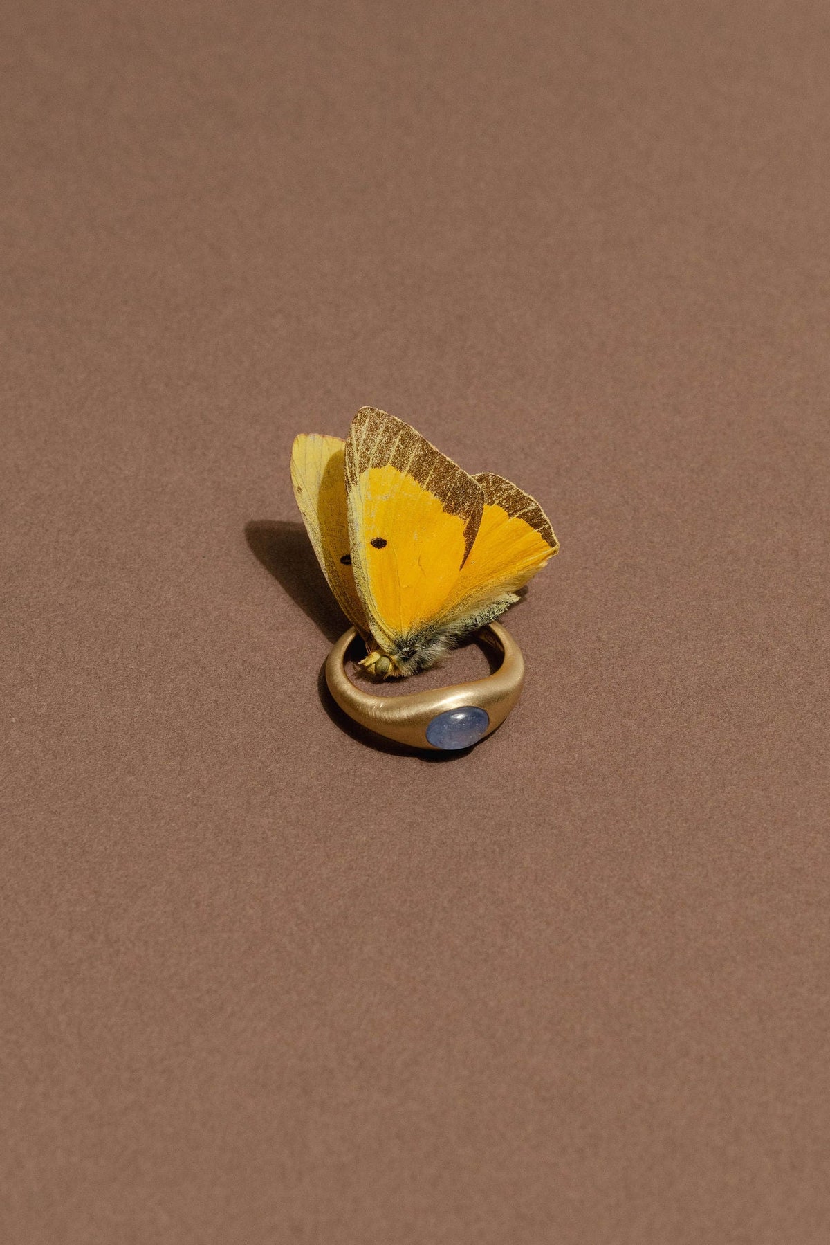 A small yellow butterfly mounted on a gold blue sapphire ring, displayed against a solid brown background.